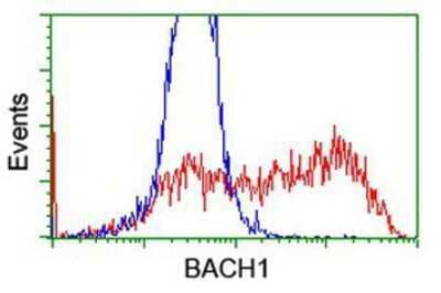 Flow Cytometry: BACH1 Antibody (4E11) [NBP2-01904] - HEK293T cells transfected with either overexpression plasmid (Red) or empty vector control plasmid (Blue) were immunostained by anti-BACH1 antibody, and then analyzed by flow cytometry.