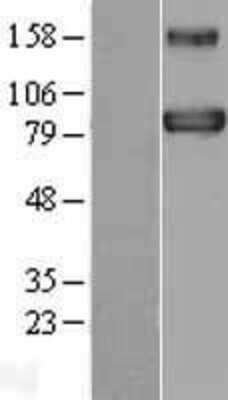 Western Blot: BACH1 Overexpression Lysate (Adult Normal) [NBL1-07897] Left-Empty vector transfected control cell lysate (HEK293 cell lysate); Right -Over-expression Lysate for BACH1.