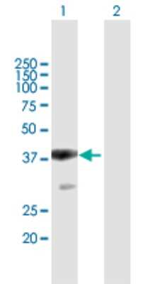 Western Blot: BAF180/PB1 Antibody [H00055193-B02P] - Analysis of PBRM1 expression in transfected 293T cell line by PBRM1 polyclonal antibody.  Lane 1: PB1 transfected lysate(33.66 KDa). Lane 2: Non-transfected lysate.