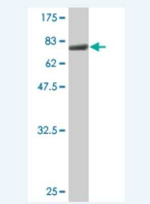 Western Blot: BAF53A Antibody (3E4.) [H00000086-M14] - Detection against Immunogen (68.31 KDa) .