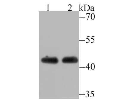 Western Blot: BAF53A Antibody (JU40-32) [NBP2-75415] - Analysis of ACTL6A on Jurkat cell(1) and mouse brain tissue(2) lysate using anti-ACTL6A antibody at 1/500 dilution.