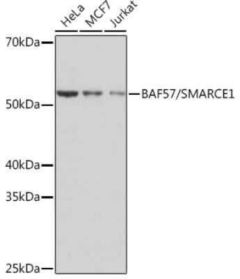 Western Blot: BAF57 Antibody (9L5F6) [NBP3-16279] - Western blot analysis of extracts of various cell lines, using BAF57 Rabbit mAb (NBP3-16279) at 1:1000 dilution. Secondary antibody: HRP Goat Anti-Rabbit IgG (H+L) at 1:10000 dilution. Lysates/proteins: 25ug per lane. Blocking buffer: 3% nonfat dry milk in TBST. Detection: ECL Basic Kit. Exposure time: 1s.