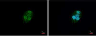 Immunocytochemistry/Immunofluorescence: BAF57 Antibody [NBP1-31100] - Sample: HepG2 cells were fixed in 4% paraformaldehyde at RT for 15 min. Green: BAF57 protein stained by BAF57 antibody C-term diluted at 1:500. Blue: Hoechst 33342 staining.