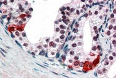 Immunohistochemistry-Paraffin: BAF57 Antibody [NB100-1297] - In paraffin embedded Human Prostate shows nuclear staining in secretory epithelial cells.