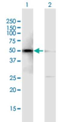 Western Blot: BAF57 Antibody [H00006605-B01P] - Analysis of SMARCE1 expression in transfected 293T cell line by SMARCE1 polyclonal antibody.  Lane 1: SMARCE1 transfected lysate(45.21 KDa). Lane 2: Non-transfected lysate.