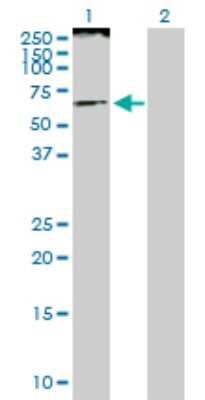 Western Blot: BAF57 Antibody [H00006605-D01P] - Analysis of SMARCE1 expression in transfected 293T cell line by SMARCE1 polyclonal antibody.Lane 1: SMARCE1 transfected lysate(46.70 KDa).Lane 2: Non-transfected lysate.