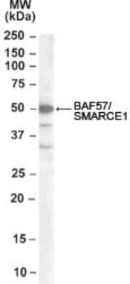 Western Blot: BAF57 Antibody [NB100-1297] - Western blot analysis of BAF57 using NB100-1297 in Jurkat lysate (RIPA buffer, 35ug total protein per lane) at 0.2ug/ml. Primary incubated for 1 hour. Detected by western blot using chemiluminescence.