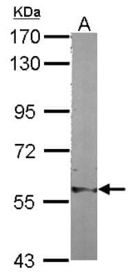 Western Blot: BAF57 Antibody [NBP2-15540] - Sample (30 ug of whole cell lysate) A: NIH-3T3 7. 5% SDS PAGE gel, diluted at 1:1000.