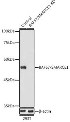 Western Blot: BAF57 Antibody [NBP2-92966] - Western blot analysis of extracts from normal (control) and BAF57 knockout (KO) 293T cells, using BAF57 antibody (NBP2-92966) at 1:1000 dilution. Secondary antibody: HRP Goat Anti-Rabbit IgG (H+L) at 1:10000 dilution. Lysates/proteins: 25ug per lane. Blocking buffer: 3% nonfat dry milk in TBST. Detection: ECL Enhanced Kit. Exposure time: 180s.