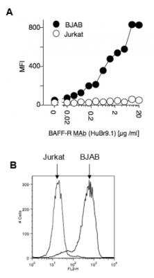 Flow Cytometry: BAFFR/TNFRSF13C Antibody (HuBR9.1) - BSA Free [NBP2-80061] - Detection of endogenous human BAFF-R with BAFFR/TNFRSF13C (human), mAb (HuBR9.1) (NBP2-80061).