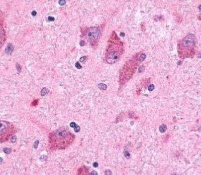 Immunohistochemistry-Paraffin: BAI2 Antibody [NLS981] - Staining of human brain, neurons and glia using this antibody at 14 ug/ml.