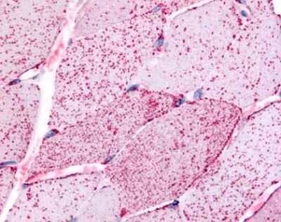 Immunohistochemistry-Paraffin: BAI2 Antibody [NLS984] - Analysis of anti-BAI2 antibody with brain, neurons at 10 ug/ ml.