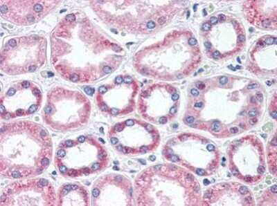 Immunohistochemistry-Paraffin: BAI3 Antibody [NBP1-50518] - Analysis of anti-BAI3 antibody with human heart at concentration 15 ug/ml.