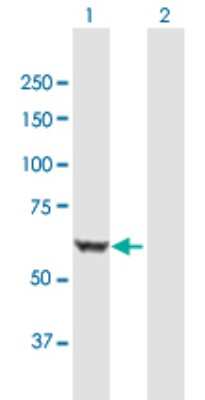 Western Blot: BAIAP2 Antibody [H00010458-B01P] - Analysis of BAIAP2 expression in transfected 293T cell line by BAIAP2 polyclonal antibody.  Lane1:BAIAP2 transfected lysate(60.72 KDa). Lane2:Non-transfected lysate.