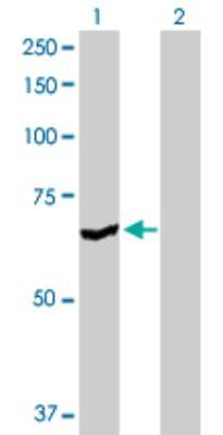 Western Blot: BAIAP2 Antibody [H00010458-D01P] - Analysis of BAIAP2 expression in transfected 293T cell line by BAIAP2 polyclonal antibody.Lane 1: BAIAP2 transfected lysate(60.90 KDa).Lane 2: Non-transfected lysate.