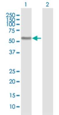 Western Blot: BAIAP2L1 Antibody [H00055971-D01P] - Analysis of BAIAP2L1 expression in transfected 293T cell line by BAIAP2L1 polyclonal antibody.Lane 1: BAIAP2L1 transfected lysate(56.10 KDa).Lane 2: Non-transfected lysate.