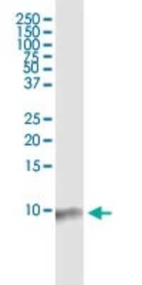 Western Blot: BANF1 Antibody (M2) [H00008815-M07] - Analysis of BANF1 expression in PC-12.