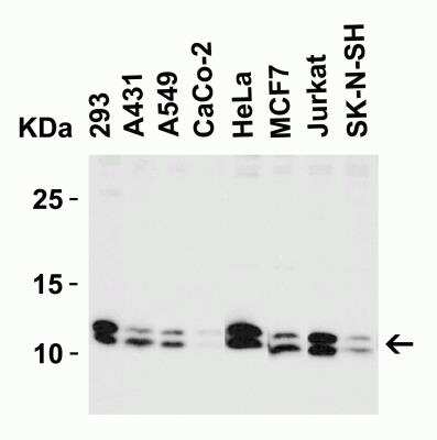 Western Blot: BANF1 Antibody [NBP1-76751] - Western Blot Validation in Human Cell Lines. Loading: 15 ug of lysates per lane. Antibodies: BANF1, NBP1-76751 (2 ug/mL), 1h incubation at RT in 5% NFDM/TBST.Secondary: Goat anti-rabbit IgG HRP conjugate at 1:10000 dilution.