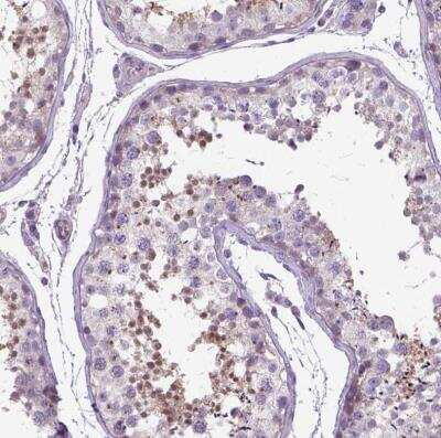 Immunohistochemistry-Paraffin: BANF2 Antibody [NBP1-88718] - Staining of human testis shows moderate nuclear positivity in spermatids.