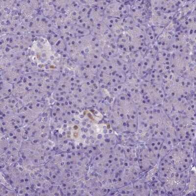 Immunohistochemistry-Paraffin: BANF2 Antibody [NBP1-88718] - Staining of human pancreas shows weak cytoplasmic and nuclear positivity in islets of Langerhans.