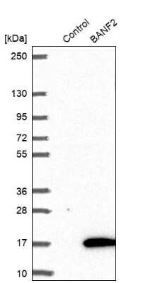 Western Blot BANF2 Antibody - BSA Free