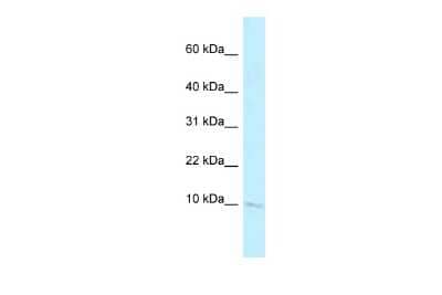 Western Blot BANF2 Antibody - BSA Free