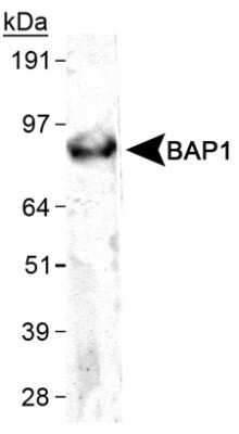 Western Blot: BAP1 Antibody (1G8) - Azide and BSA Free [NBP2-80589] - Detection of BAP1 in HeLa WCE. Image from the standard format of this antibody.