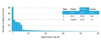 Protein Array: BAP1 Antibody (BAP1/2665) [NBP3-08506] - Analysis of Protein Array containing more than 19,000 full-length human proteins using BAP1 Mouse Monoclonal Antibody (BAP1/2665).