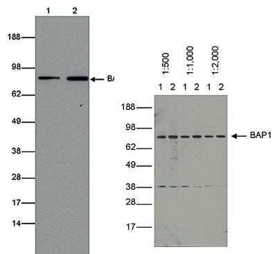 Western Blot: BAP1 Antibody (C.15200212) [NBP2-59268] - Whole cell extracts from human NB4 cells (30 ug, lane 1) or mouse M1 cells (lane 2) were analyzed using the antibody against BAP1, diluted 1:1000. The position of the protein of interest (expected MW 80 kDa) is indicated on the right; the marker (in kDa) is shown on the left. Antibody titration on NB4 (1) and M1 (2) cells with the BAP1 antibody.