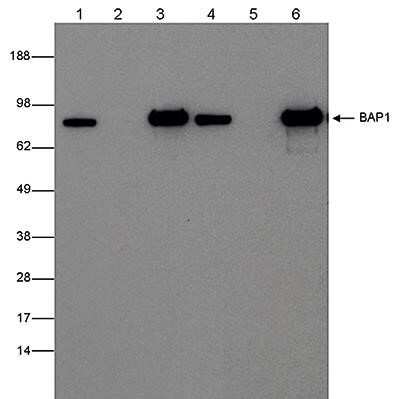Western Blot: BAP1 Antibody (C.15200212) [NBP2-59268] - IP was performed on 1 mg RIPA cell lysate from human NB4 cells (lane 1-3) or mouse M1 cells (lane 4-6) using the antibody against BAP1 diluted 1:400 (lane 3 and 6) or an IgG negative control (lane 2 and 5). The samples were analysed by Western blot analysis as described above. The input sample (30 ug RIPA lysate) was used as a positive control (lane 1 and 4).