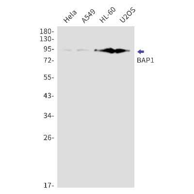 Western Blot: BAP1 Antibody (S04-1F0) [NBP3-14911] - Western blot detection of BAP1 in Hela, A549, HL-60, U2OS cell lysates using BAP1 Rabbit mAb (1:1000 diluted). Predicted band size: 80kDa. Observed band size: 95kDa.