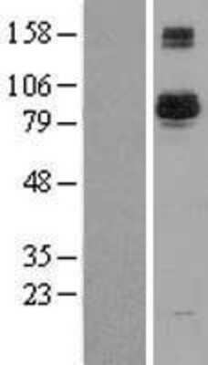 Western Blot: BAP1 Overexpression Lysate (Adult Normal) [NBL1-07915] Left-Empty vector transfected control cell lysate (HEK293 cell lysate); Right -Over-expression Lysate for BAP1.