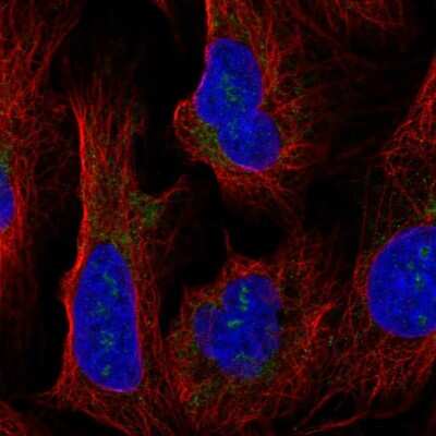 Immunocytochemistry/ Immunofluorescence BAP28 Antibody - BSA Free