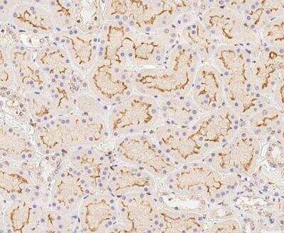 Immunohistochemistry-Paraffin BAP28 Antibody - BSA Free