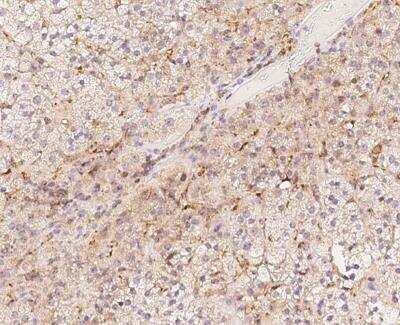 Immunohistochemistry-Paraffin BAP28 Antibody - BSA Free