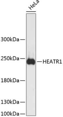Western Blot: BAP28 Antibody [NBP2-92105] - Analysis of extracts of HeLa cells, using BAP28 at 1:3000 dilution.Secondary antibody: HRP Goat Anti-Rabbit IgG (H+L) at 1:10000 dilution.Lysates/proteins: 25ug per lane.Blocking buffer: 3% nonfat dry milk in TBST.Detection: ECL Basic Kit .Exposure time: