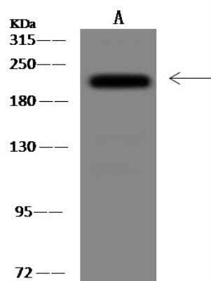 Western Blot BAP28 Antibody - BSA Free