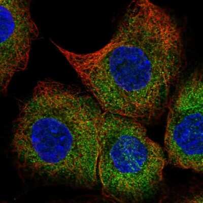 Immunocytochemistry/ Immunofluorescence BAP29 Antibody