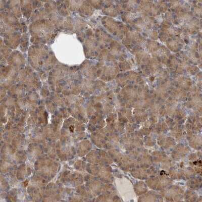 Immunohistochemistry-Paraffin BAP29 Antibody - BSA Free