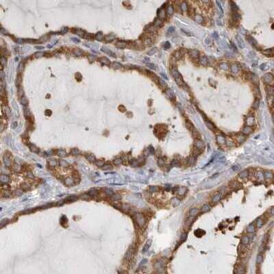 Immunohistochemistry-Paraffin BAP29 Antibody - BSA Free