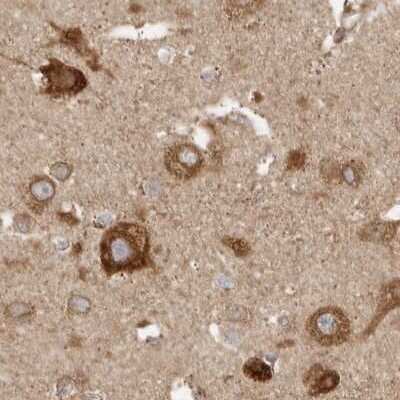 Immunohistochemistry-Paraffin BAP29 Antibody - BSA Free