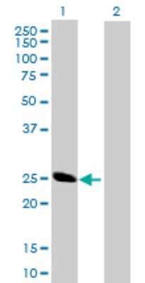 Western Blot: BAP29 Antibody [H00055973-B01P] - Analysis of BCAP29 expression in transfected 293T cell line by BCAP29 polyclonal antibody.  Lane 1: BCAP29 transfected lysate(26.51 KDa). Lane 2: Non-transfected lysate.