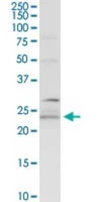 Western Blot: BAP29 Antibody [H00055973-D01P] - Analysis of BCAP29 expression in Raw 264.7.