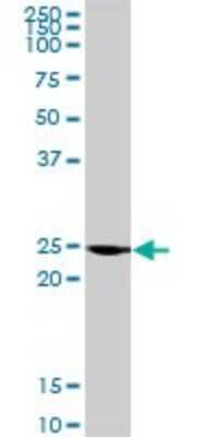 Western Blot: BAP29 Antibody [H00055973-D01P] - Analysis of BCAP29 expression in human pancreas.