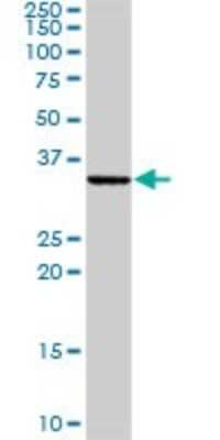 Western Blot: BAP29 Antibody [H00055973-D01P] - Analysis of BCAP29 expression in mouse liver.