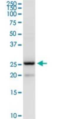 Western Blot: BAP29 Antibody [H00055973-D01P] - Analysis of BCAP29 expression in mouse testis.