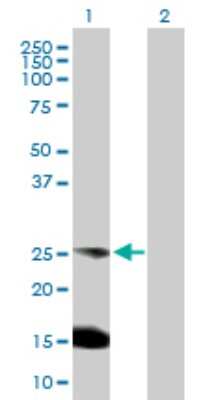 Western Blot: BAP29 Antibody [H00055973-D01P] - Analysis of BCAP29 expression in transfected 293T cell line by BCAP29 polyclonal antibody.Lane 1: BCAP29 transfected lysate(28.30 KDa).Lane 2: Non-transfected lysate.