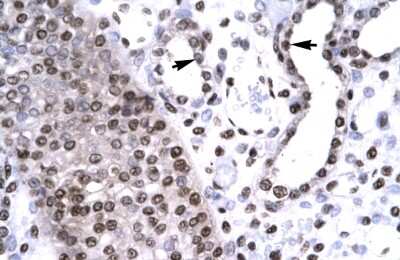 Immunohistochemistry BARHL2 Antibody - BSA Free