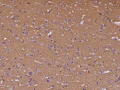 Immunohistochemistry-Paraffin: BASP1 Antibody [NBP2-99048] - Immunochemical staining of human BASP1 in human brain with rabbit polyclonal antibody at 1:500 dilution, formalin-fixed paraffin embedded sections.