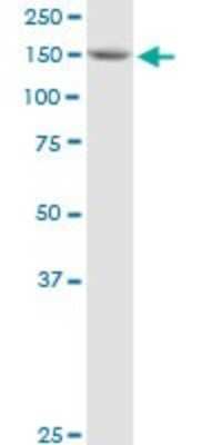 Western Blot: BAT3/BAG6 Antibody [H00007917-B01P] - Analysis of BAT3 expression in A-431.